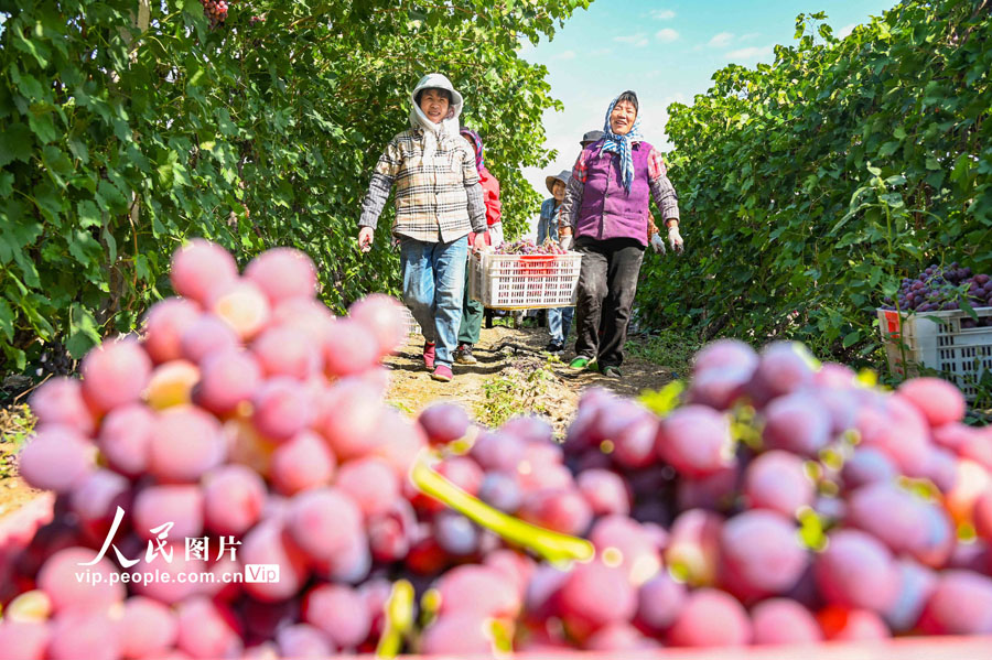 新疆昌吉回族自治州昌吉市三工鎮(zhèn)二工村ブドウ栽培拠點(diǎn)で、ブドウを収穫、運(yùn)搬、ピッキング、積み込みなどをする農(nóng)民（9月19日撮影?陶維明/寫真著作権は人民図片網(wǎng)所有のため転載禁止）。