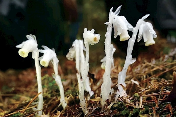 ギンリョウソウモドキ（撮影?羅偉）。