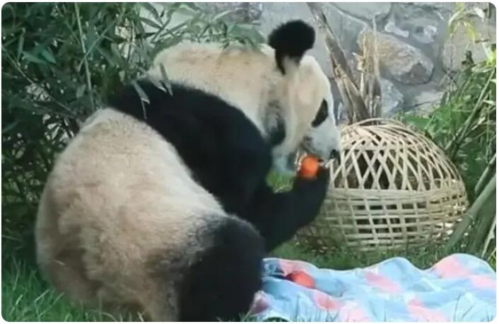 帰國後初の中秋節(jié)を迎えるパンダ「丫丫」　北京