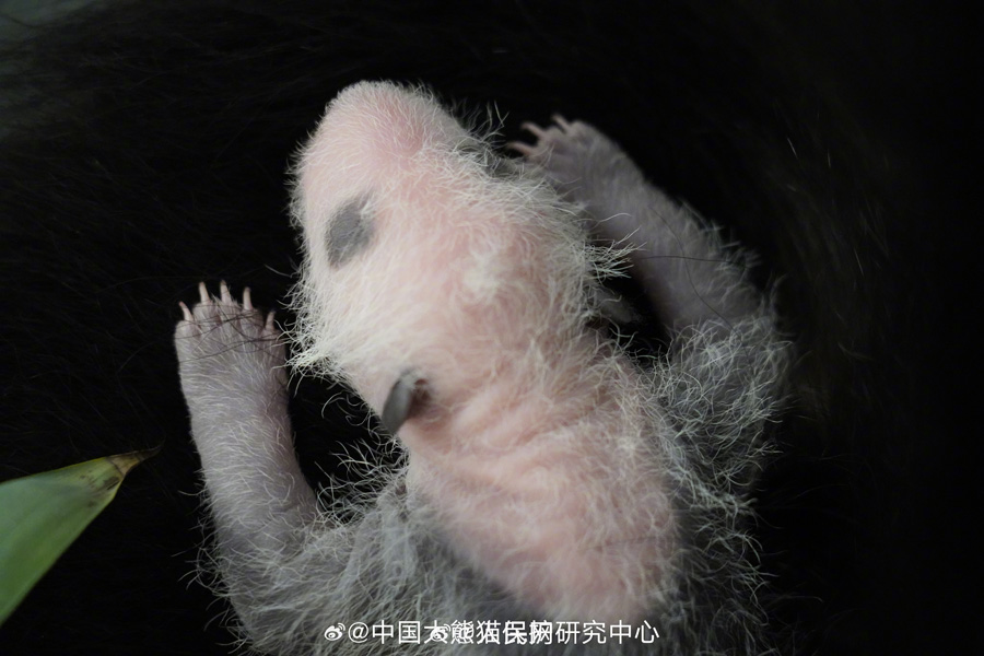 モスクワ動(dòng)物園のパンダの赤ちゃんは女の子！　ロシア