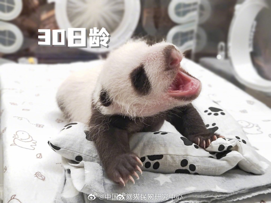 モスクワ動物園のパンダの赤ちゃんは女の子！　ロシア