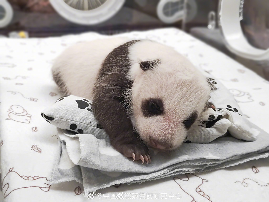 モスクワ動物園のパンダの赤ちゃんは女の子！　ロシア
