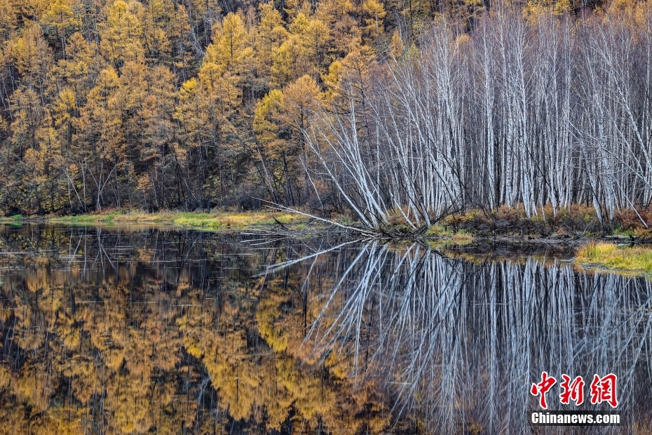 幻想的な秋の景色が広がる黒竜江省漠河県の山水畫廊景勝地
