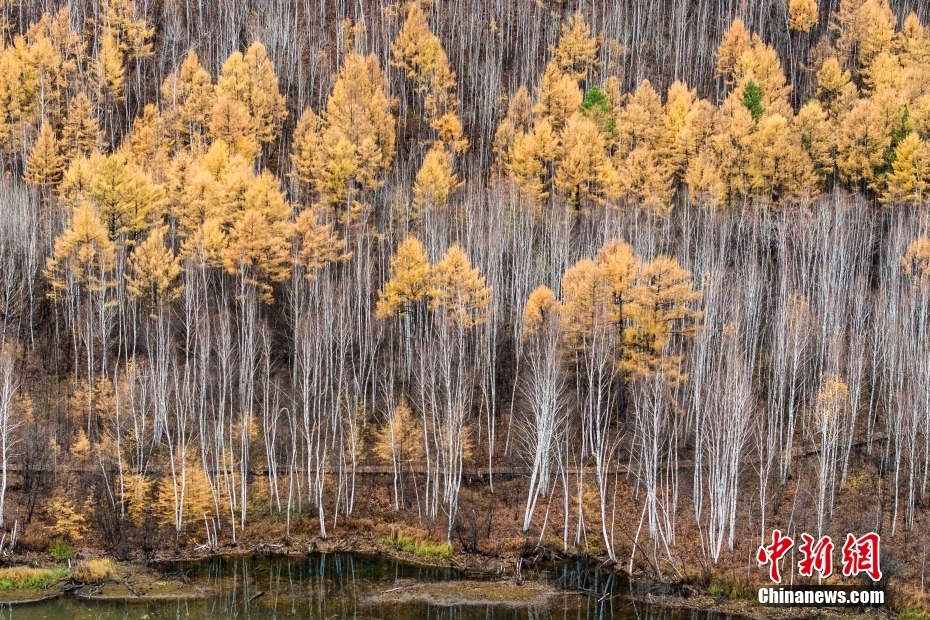 幻想的な秋の景色が広がる黒竜江省漠河県の山水畫廊景勝地