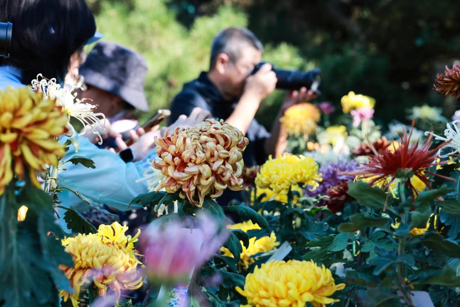 國(guó)家植物園で行われた第2回菊花展