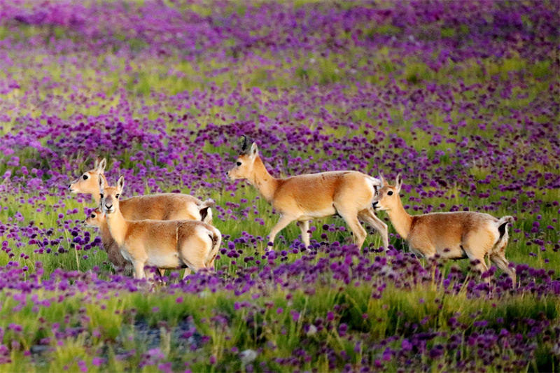 プシバルスキーガゼルの年平均個(gè)體數(shù)3400頭以上、保護(hù)開始當(dāng)初の約11倍に　青海省