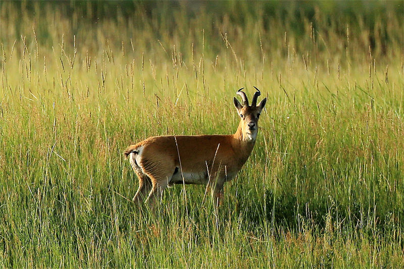 プシバルスキーガゼルの年平均個(gè)體數(shù)3400頭以上、保護(hù)開始當(dāng)初の約11倍に　青海省