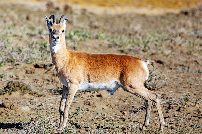 プシバルスキーガゼルの年平均個(gè)體數(shù)3400頭以上、保護(hù)開始當(dāng)初の約11倍に　青海省