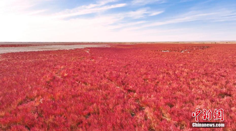 砂漠を彩る赤い色の草　內(nèi)蒙古