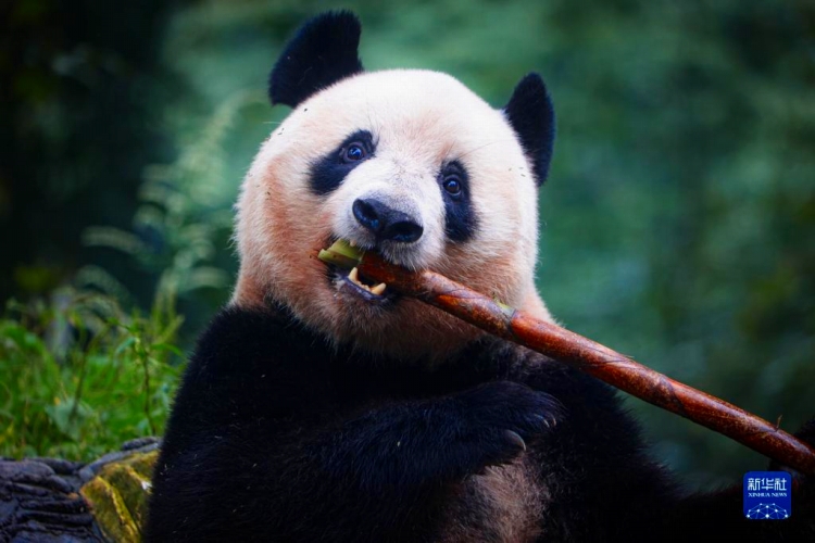 今年2月に中國に返還されたパンダ「シャンシャン」が四川で一般公開開始