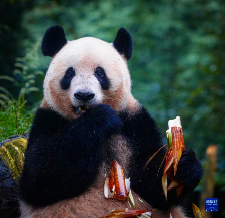 今年2月に中國(guó)に返還されたパンダ「シャンシャン」が四川で一般公開開始