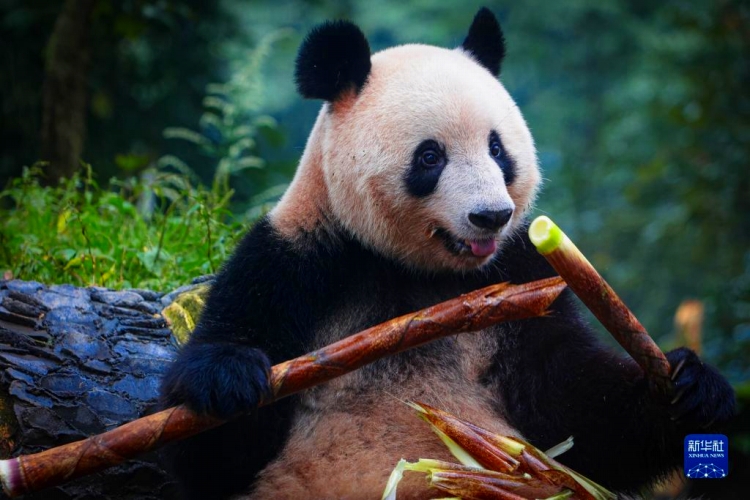 今年2月に中國に返還されたパンダ「シャンシャン」が四川で一般公開開始