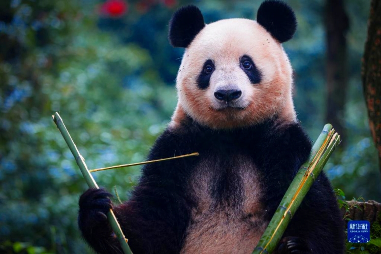 今年2月に中國に返還されたパンダ「シャンシャン」が四川で一般公開開始