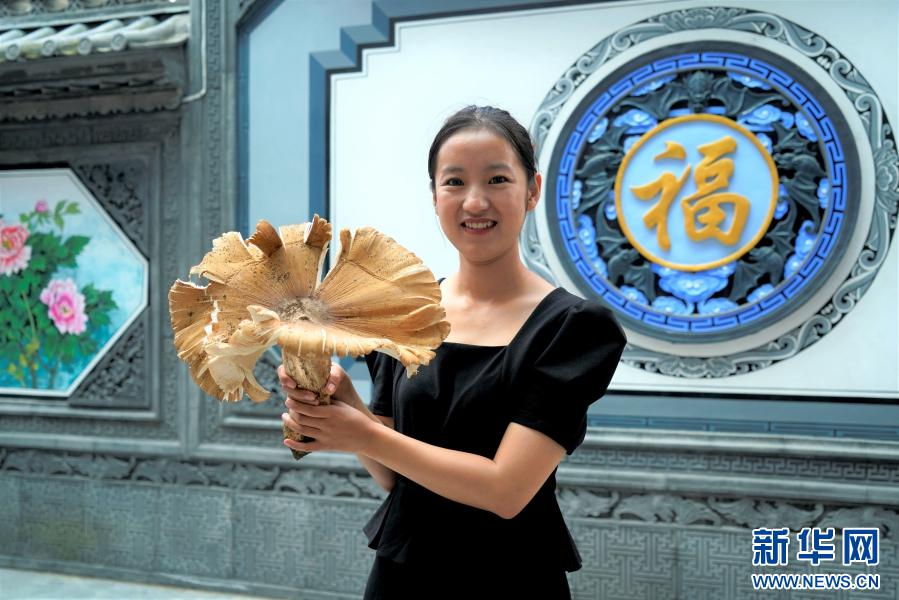 片手では持てないほどの重さ1.4キロの特大カラカサタケ！　雲(yún)南省