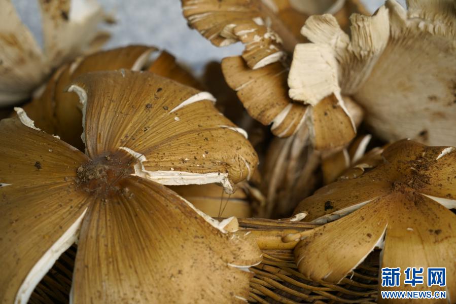 片手では持てないほどの重さ1.4キロの特大カラカサタケ！　雲(yún)南省