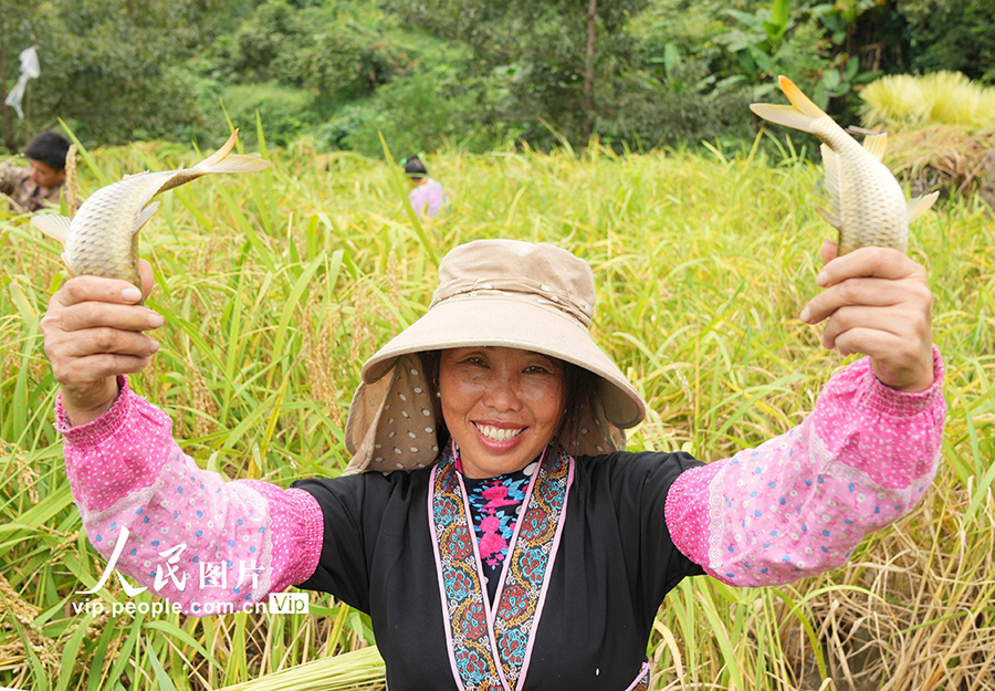 実りの秋を迎えた広西?融水