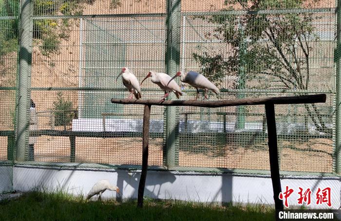 南泥灣の「新居」で休憩する陝西漢中トキ國(guó)家級(jí)自然保護(hù)區(qū)管理局のトキ。畫像提供は陝西省林業(yè)局