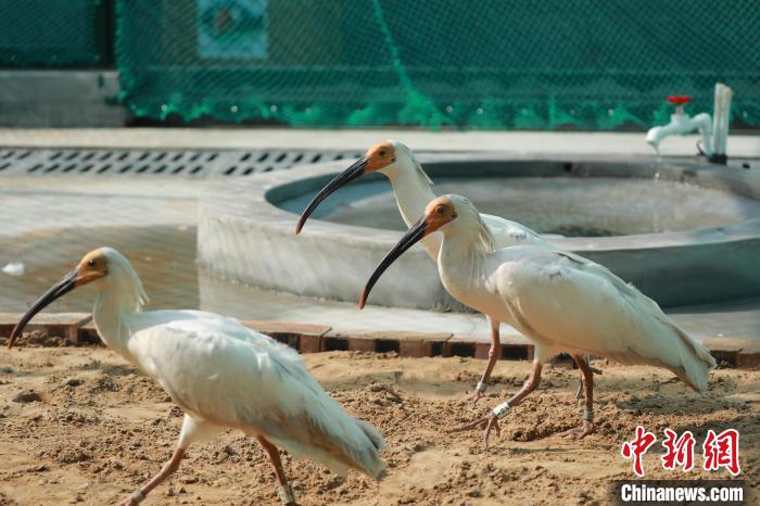 橫山の「新居」をしげしげと眺める秦嶺ジャイアントパンダ研究センターのトキ。畫像提供は陝西省林業(yè)局