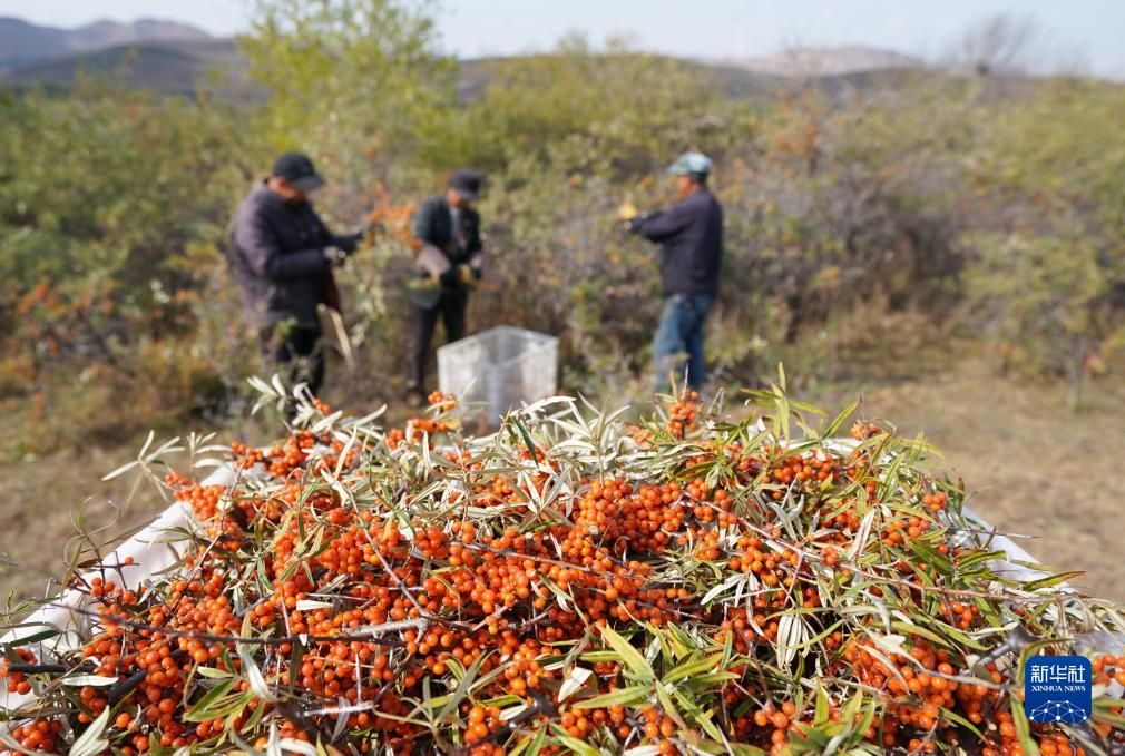 「大きな」産業(yè)を生み出す「小さな」サジー　河北省沽源