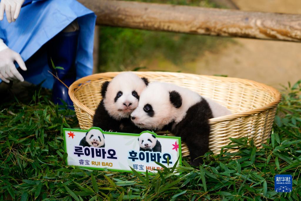 韓國生まれの雙子パンダ「睿寶」と「輝寶」の一般公開スタート