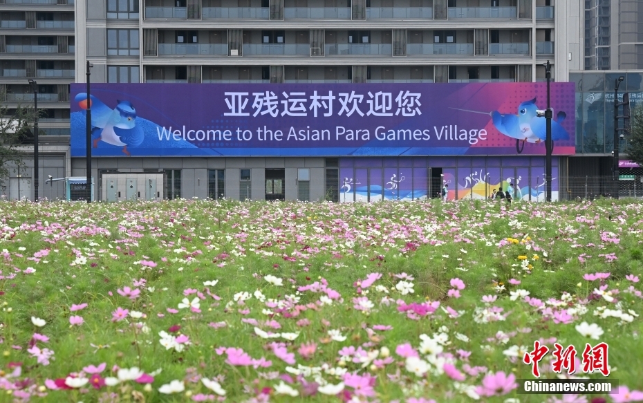 浙江省杭州市のアジアパラ競技大會選手村と満開を迎えたコスモス（10月14日撮影·王剛）。