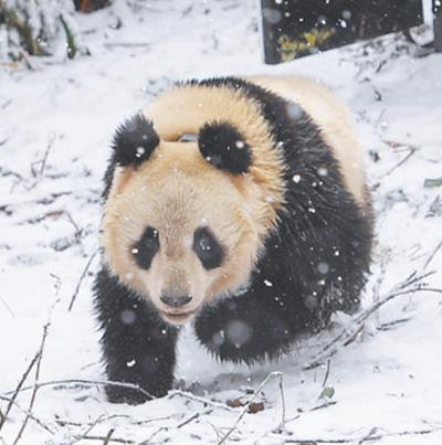 野外に放たれたパンダの「琴心」。撮影?何海洋