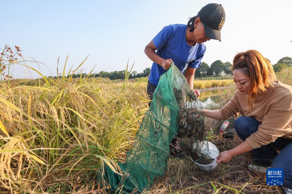 初の出荷迎えた水田養(yǎng)殖のザリガニ　浙江省