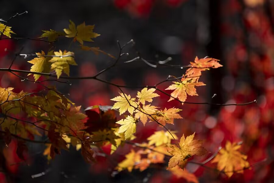 【音聲ニュース】「秋うつ」に注意！メンタルを安定させる秘訣とは？