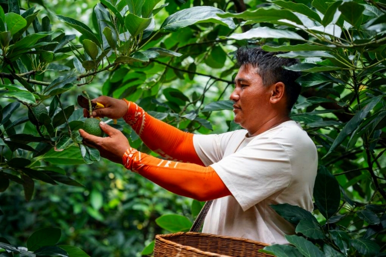 孟連県のアボカド栽培拠點(diǎn)でアボカドを収獲する男性（撮影?胡超）。