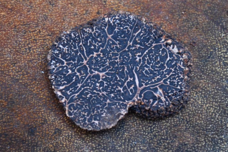 陸良県竜海郷のトリュフ（寫真提供?取材対応者）。