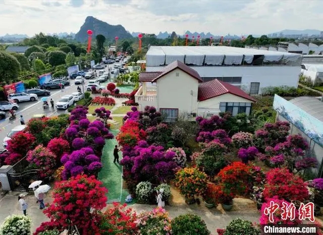 南方花卉苗木交易會が開幕し、カラフルに彩られた桂林　広西