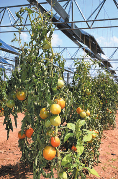 鄂爾多斯市蒙西拠點(diǎn)庫布其200萬kW太陽光発電砂漠化対策プロジェクトはスマート節(jié)水灌漑技術(shù)を採用し、パネル上で発電し、パネル下でトマトを大規(guī)模栽培している。トマトはすくすく育っている。