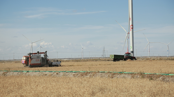 大安市竜海灌漑エリアプロジェクトの収穫現(xiàn)場