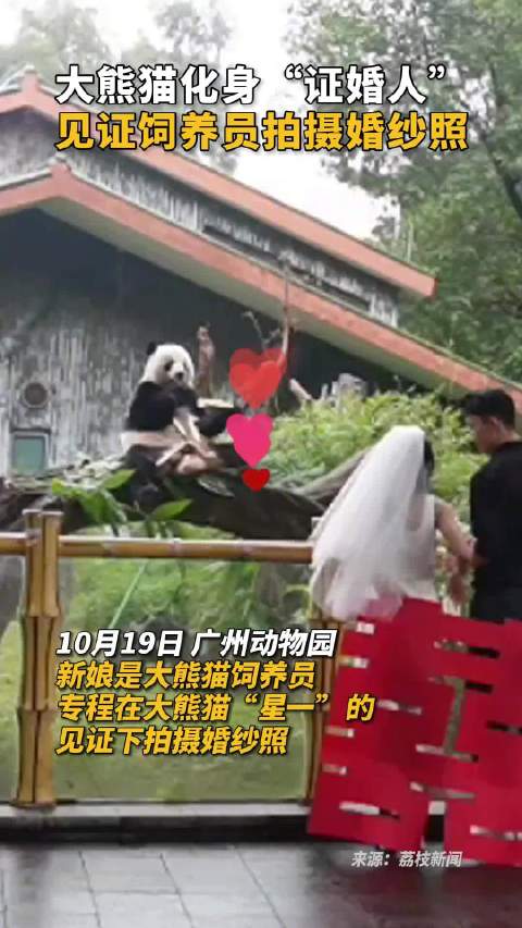 結婚の立會人はパンダ！？　広東省