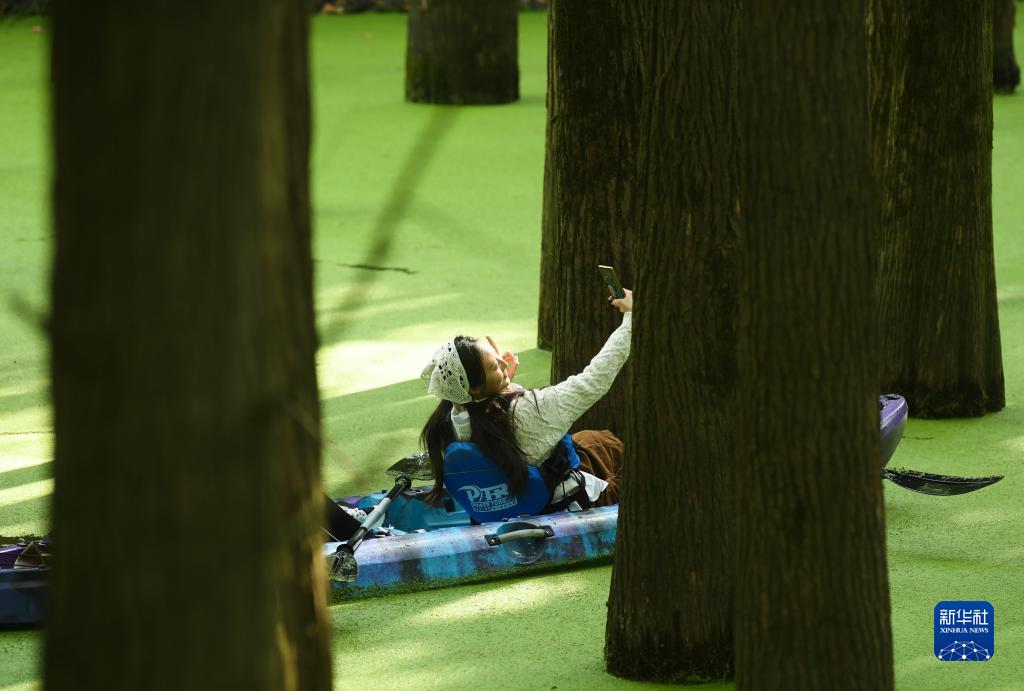 水草に覆われた「抹茶色の森林」をカヌーで進(jìn)む　浙江省