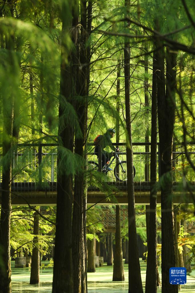 水草に覆われた「抹茶色の森林」をカヌーで進(jìn)む　浙江省