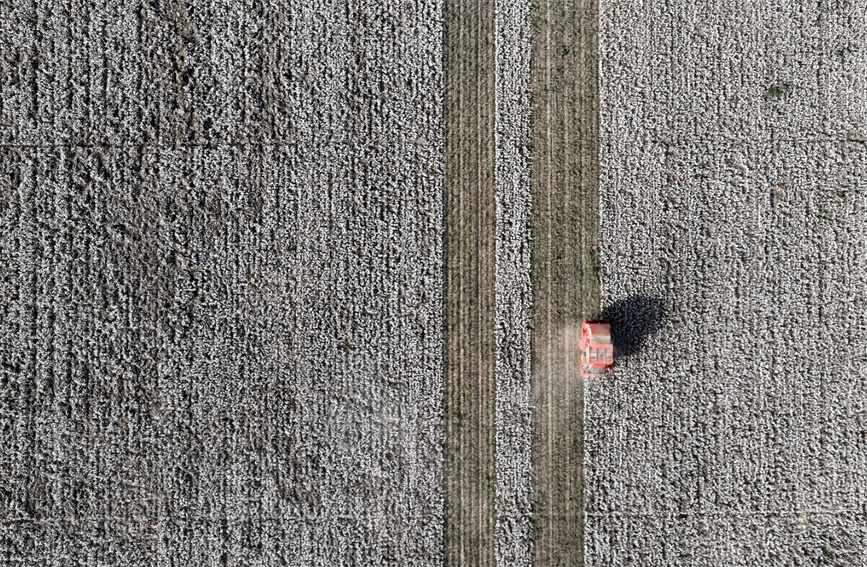 綿花の収穫シーズン迎えた巴州　新疆