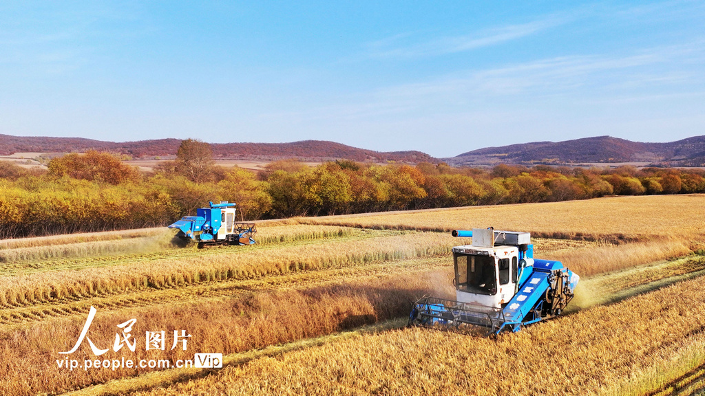 豊作を迎えた呼倫貝爾の「黒い大地」　內(nèi)蒙古