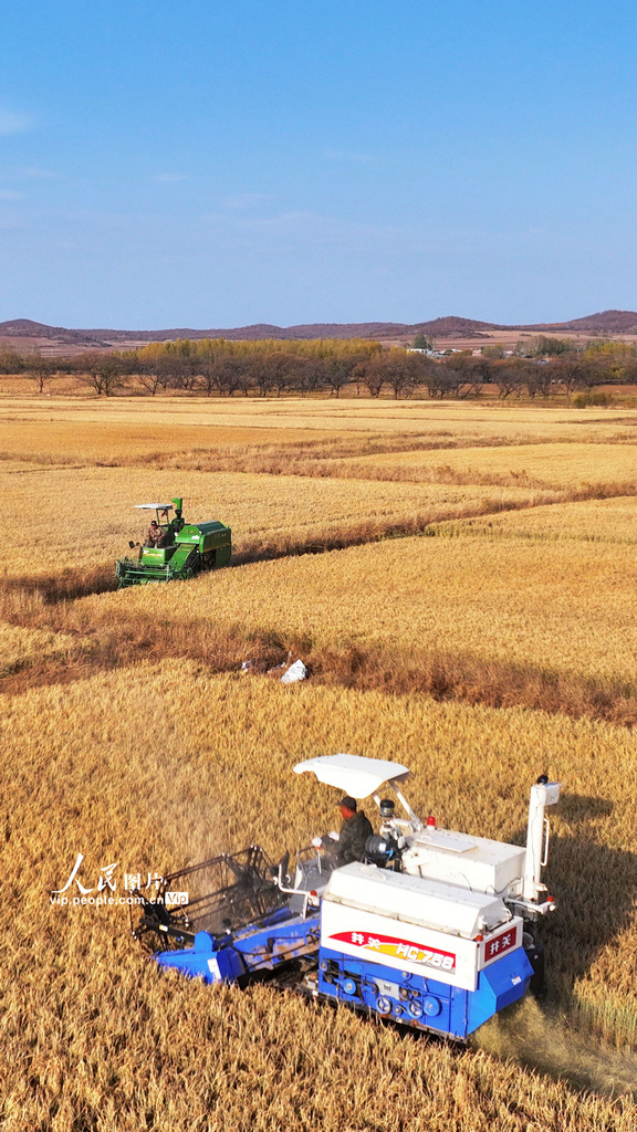 豊作を迎えた呼倫貝爾の「黒い大地」　內(nèi)蒙古