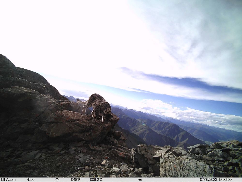 拉薩市堆竜徳慶區(qū)乃朗谷で撮影されたユキヒョウ。（畫(huà)像は山水自然保護(hù)センターが提供）