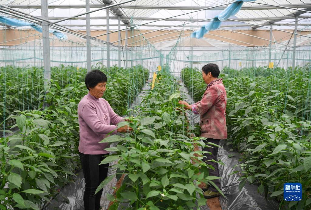 山東?重慶協(xié)力で野菜産業(yè)のアップグレード促進(jìn)　重慶市開州