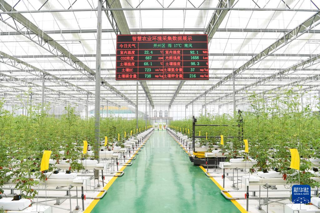 山東?重慶協(xié)力で野菜産業(yè)のアップグレード促進(jìn)　重慶市開(kāi)州