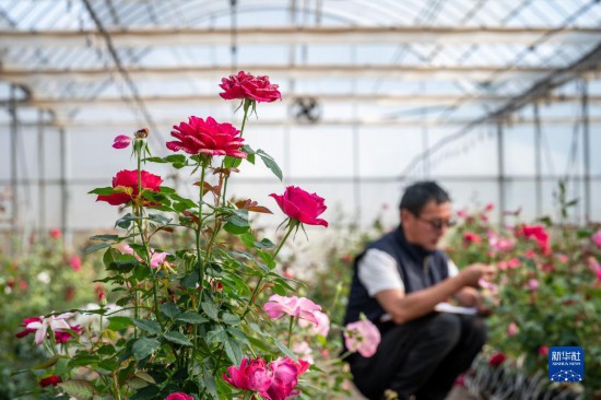 10月20日、雲(yún)南省安寧市現(xiàn)代農(nóng)業(yè)園區(qū)で美しく咲いたバラの花（撮影?胡超）。