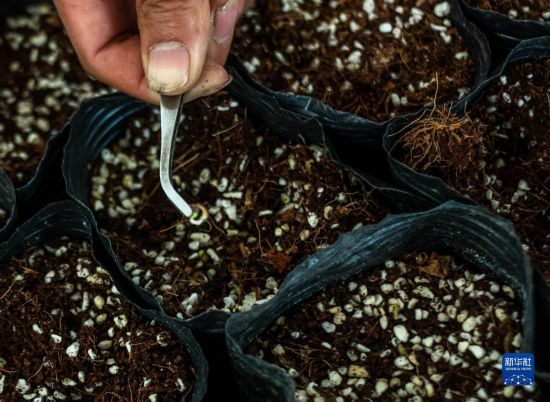 4月3日、「宇宙飛行」を経て発芽した種（撮影?胡超）。