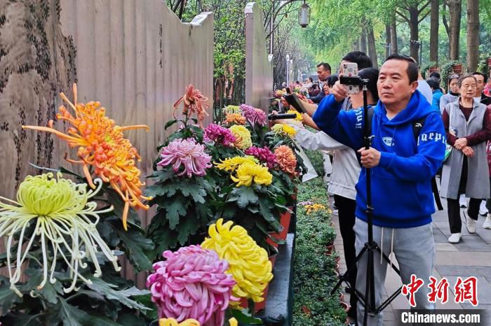 四川省成都で菊花展開催　10萬鉢以上展示