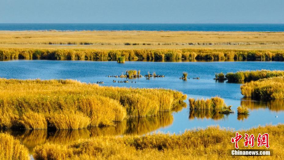 広範(fàn)囲にわたり葦が群生する美しい晩秋のボステン湖　新疆