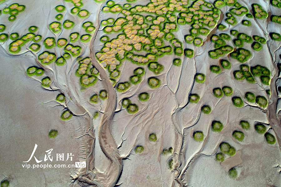 潮汐が織りなす「潮汐樹(shù)」がネットで人気のスポットに　浙江省海寧