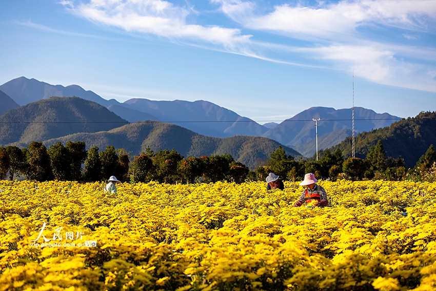 高山金絲黃菊を活用した「美しい」産業(yè)　浙江省淳安