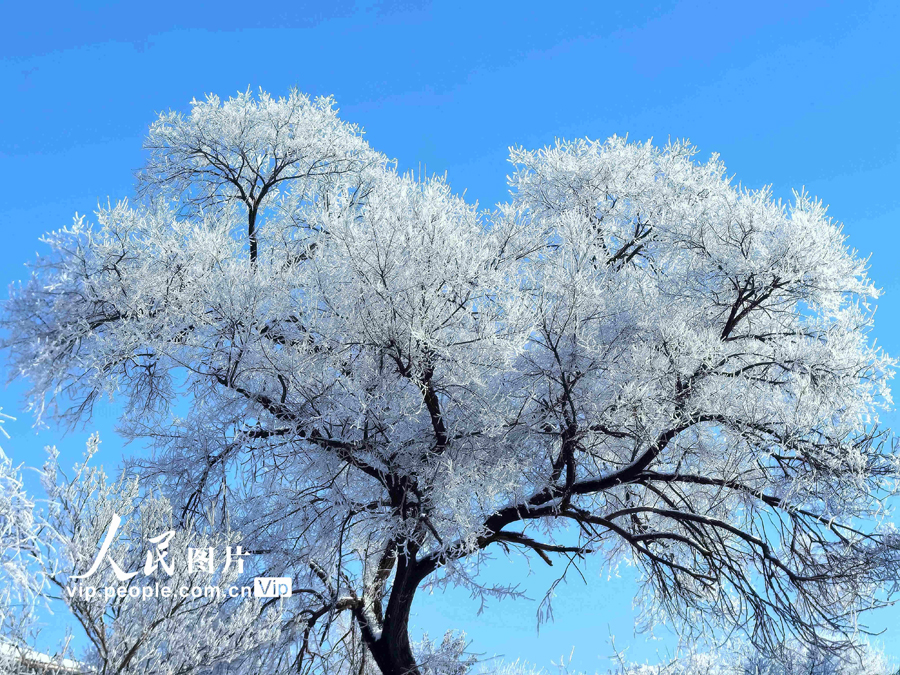 松花江のほとりで今冬初の大規(guī)模な霧氷　吉林省