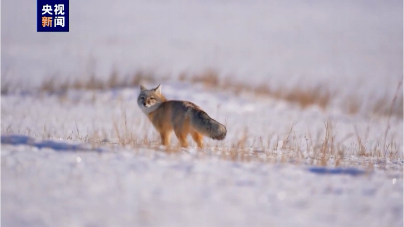 【音聲ニュース】?jī)?nèi)蒙古自治區(qū)で希少動(dòng)物であるコサックギツネの撮影に成功